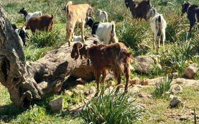 Wycieczka fakultatywna, Wycieczka Marathon Jeep Safari - Narodowy Park Akamas z Ayia Napa