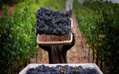 Wycieczka fakultatywna, Wycieczka Szlakiem Cypryjskich Winnic - Kalamos Winiarnia