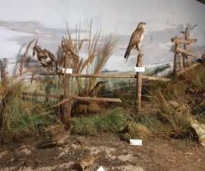 Obóz młodzieżowy, BAŁTYCKA PRZYGODA - Lasertag, Archertag wycieczka Krajobrazy Wyspy Wolin, Militarna Przygoda a dla chętnych wycieczka do Berlina. Kolonie 7-13 lat, Obóz 14-18 lat